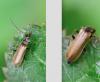 Rhagonycha nigriventris